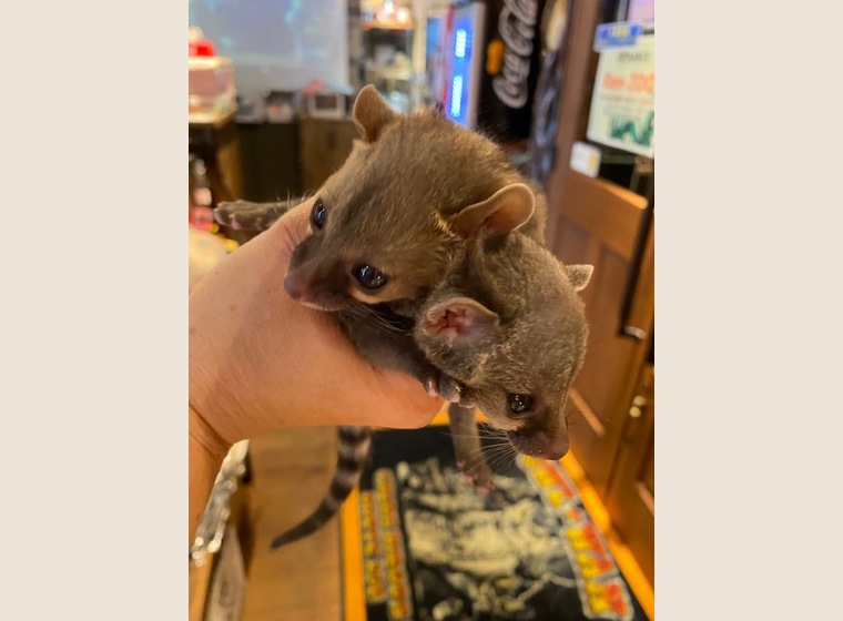 アカブチジェネット　　2021年12月20日うまれ　　オスメス各1匹