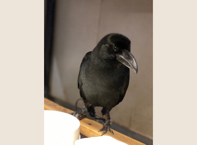 ハシブトガラス　繁殖個体　2021年うまれ