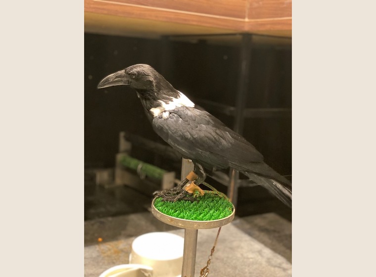 ムナジロガラス　　WC個体