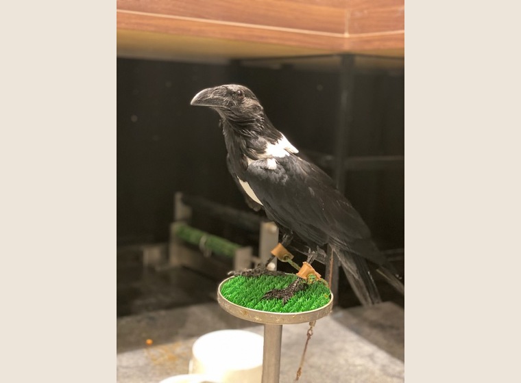 高品質ムナジロガラス全身剥製 高品質 ムナジロガラス 全身剥製