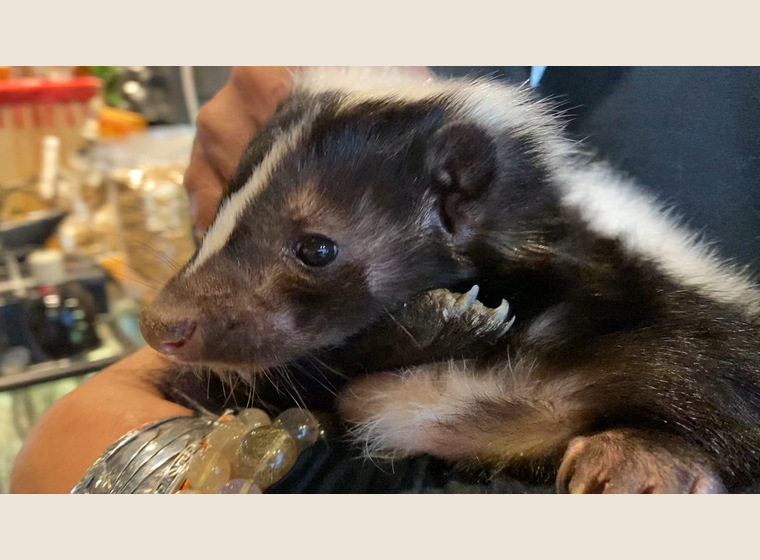 シマスカンク　国内ブリード