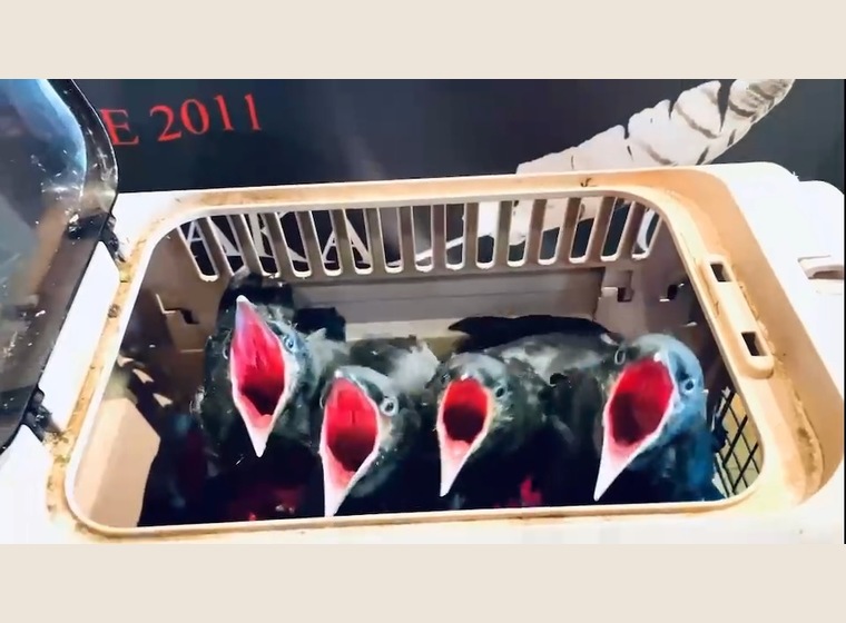 【レア！！】ハシボソガラス　　2022年4月うまれ 