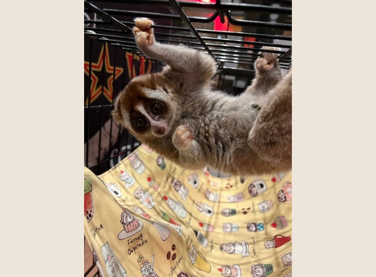 スローロリス　男の子　　2021年9月うまれ