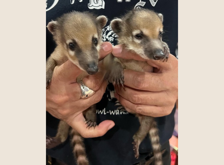 アカハナグマ　　　国内ブリード　2022年4月29日うまれ