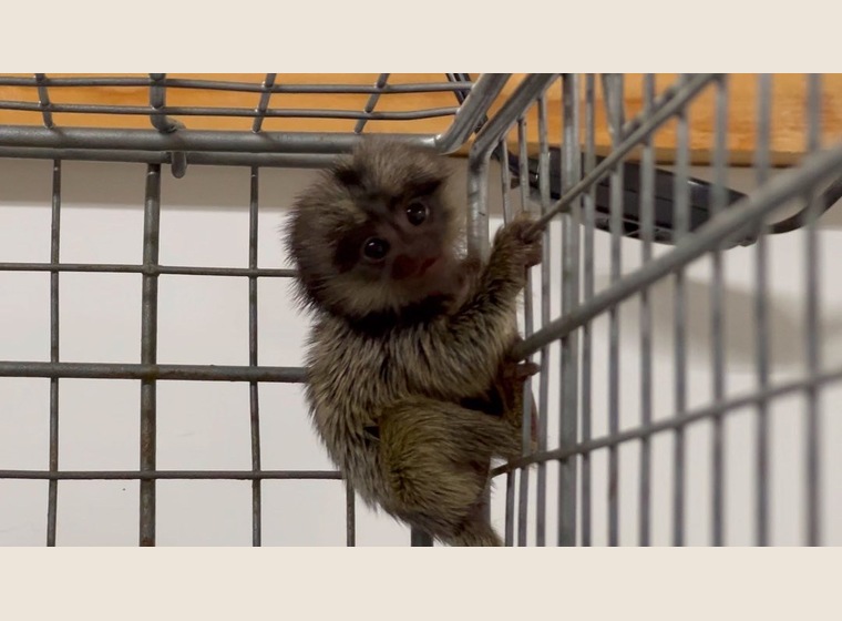 クロミミマーモセット　2022年5月20日うまれ　　男の子