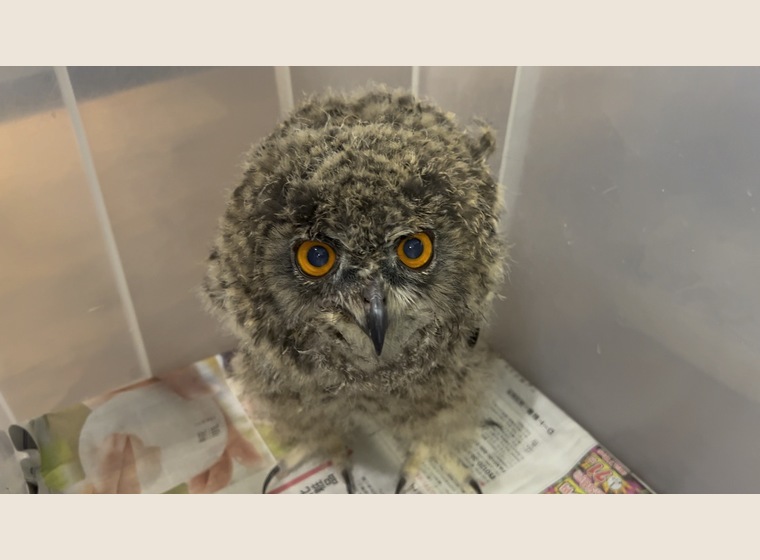 トッパー フクロウ [298] ツノダ パワー強力ニッパー（JIS）160mm 【PW-302DG】 – ツノチョク