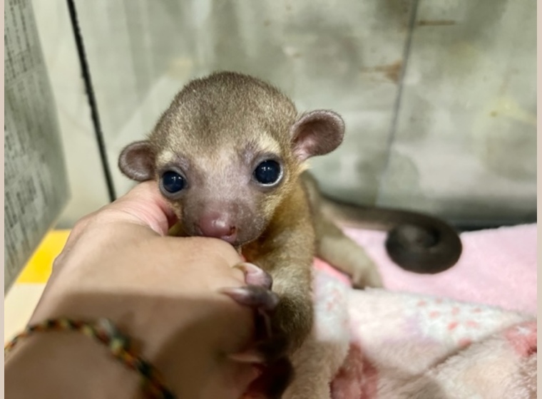 国内ブリード クルマサカオウム 女の子 21 4 22うまれ 珍しい動物 関西 大阪でフクロウ ふくろう など珍しいペットの専門店アウルワン