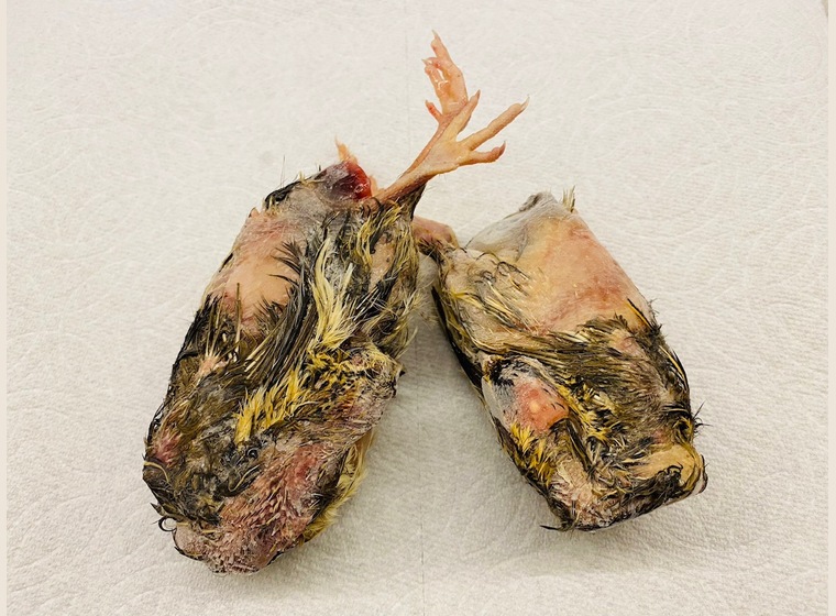 厳選！未処理ウズラ　