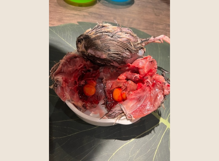 厳選！未処理ウズラ　