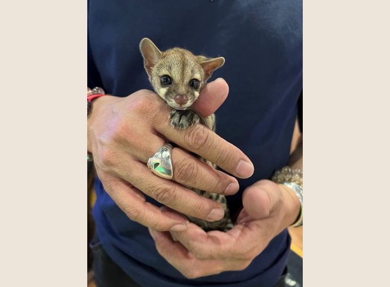 アカブチジェネット　女の子　　　2022年9月うまれ