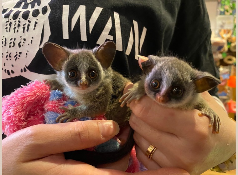 自家繁殖 ショウガラゴ 女の子 22年8月8日うまれ 珍しい動物 関西 大阪でフクロウ ふくろう など珍しいペットの専門店アウルワン