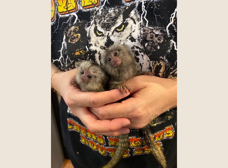 コモンマーモセット　　2022.11.1うまれ　　男の子　残り1匹