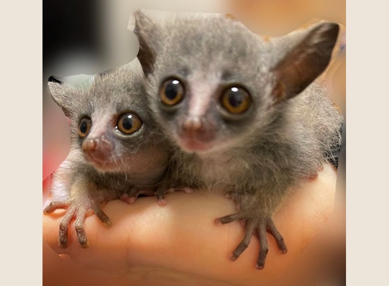 ショウガラゴ　2023年1月4日うまれ　おとこの子　2匹