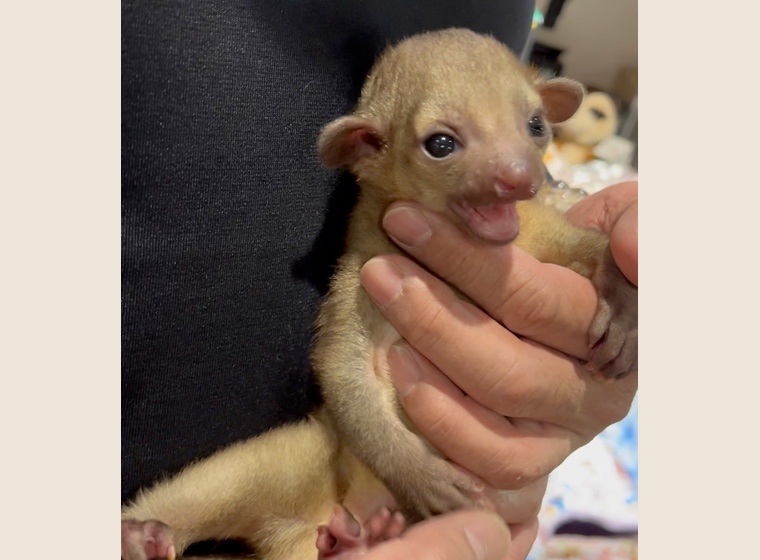 自家繁殖！　キンカジュー　男の子　　2022.12.8うまれ