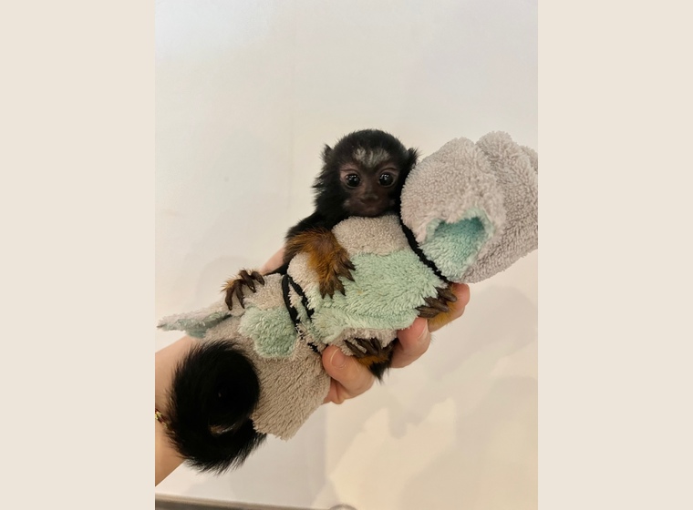 自家繁殖！　アカテタマリン　　男の子　　2023.2.6うまれ