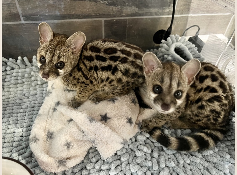 アカブチジェネット　　2023年15日うまれ　　男の子のみになりました