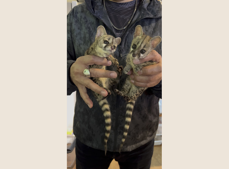 アカブチジェネット　　2023年15日うまれ　　男の子のみになりました