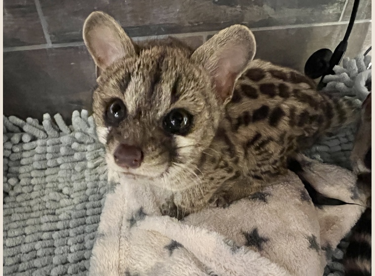 アカブチジェネット　　2023年15日うまれ　　男の子のみになりました