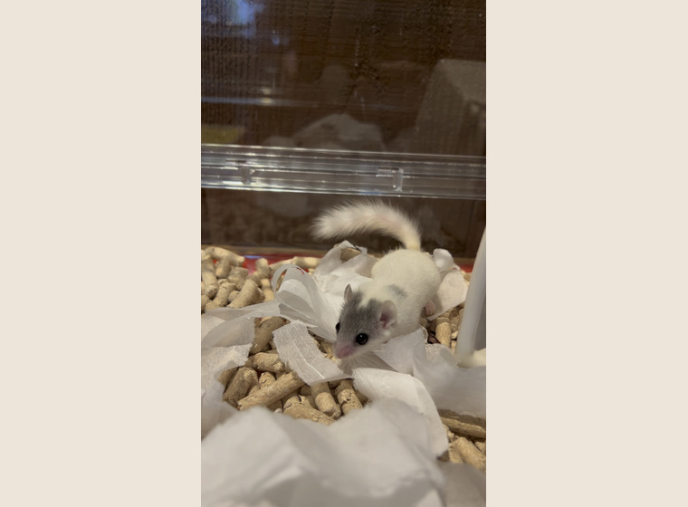 アフリカヤマネ　　超絶パイド　女の子　　2022年11月うまれ