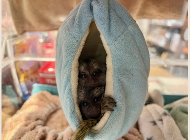 自家繁殖！クロミミマーモセット　2023年4月2日うまれ　　後女の子1匹