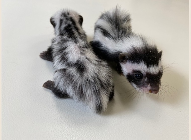 自家繁殖！！サハラゾリラ　　2023年5月14日うまれ　3匹