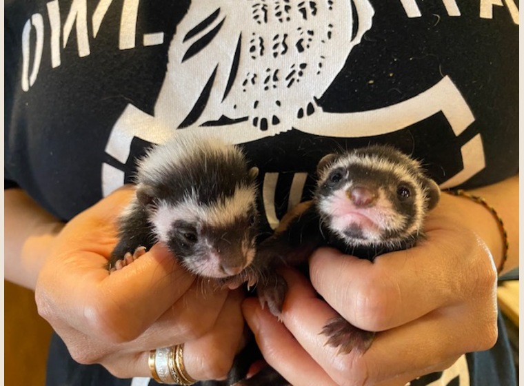 自家繁殖！！サハラゾリラ　　2023年5月14日うまれ　3匹