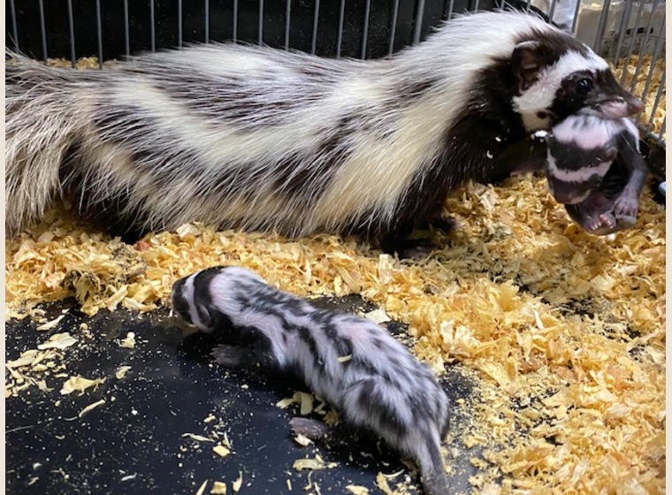 自家繁殖！！サハラゾリラ　　2023年5月14日うまれ　3匹