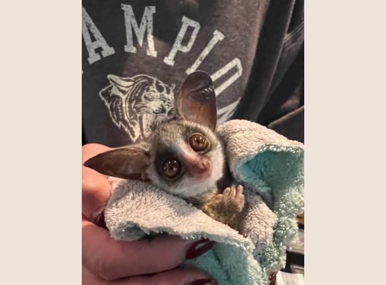 ショウガラゴ　　2023年4月18日うまれ　　男の子