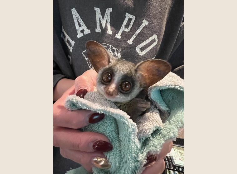 ショウガラゴ　　2023年4月18日うまれ　　男の子