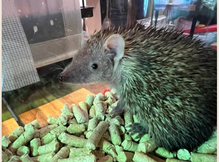 ヒメハリテンレック　　2023年6月30日うまれ　　残り2匹！