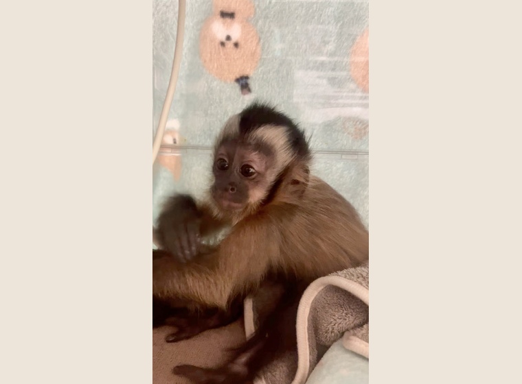 金髪タイプのフサオマキザル　女の子　　1匹