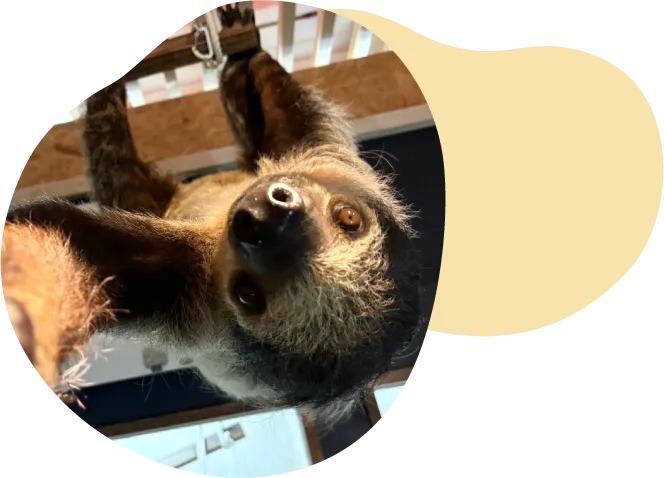 願いが叶う場所【Rare ZOO】へ！