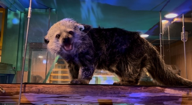 Rare ZOOのポイント